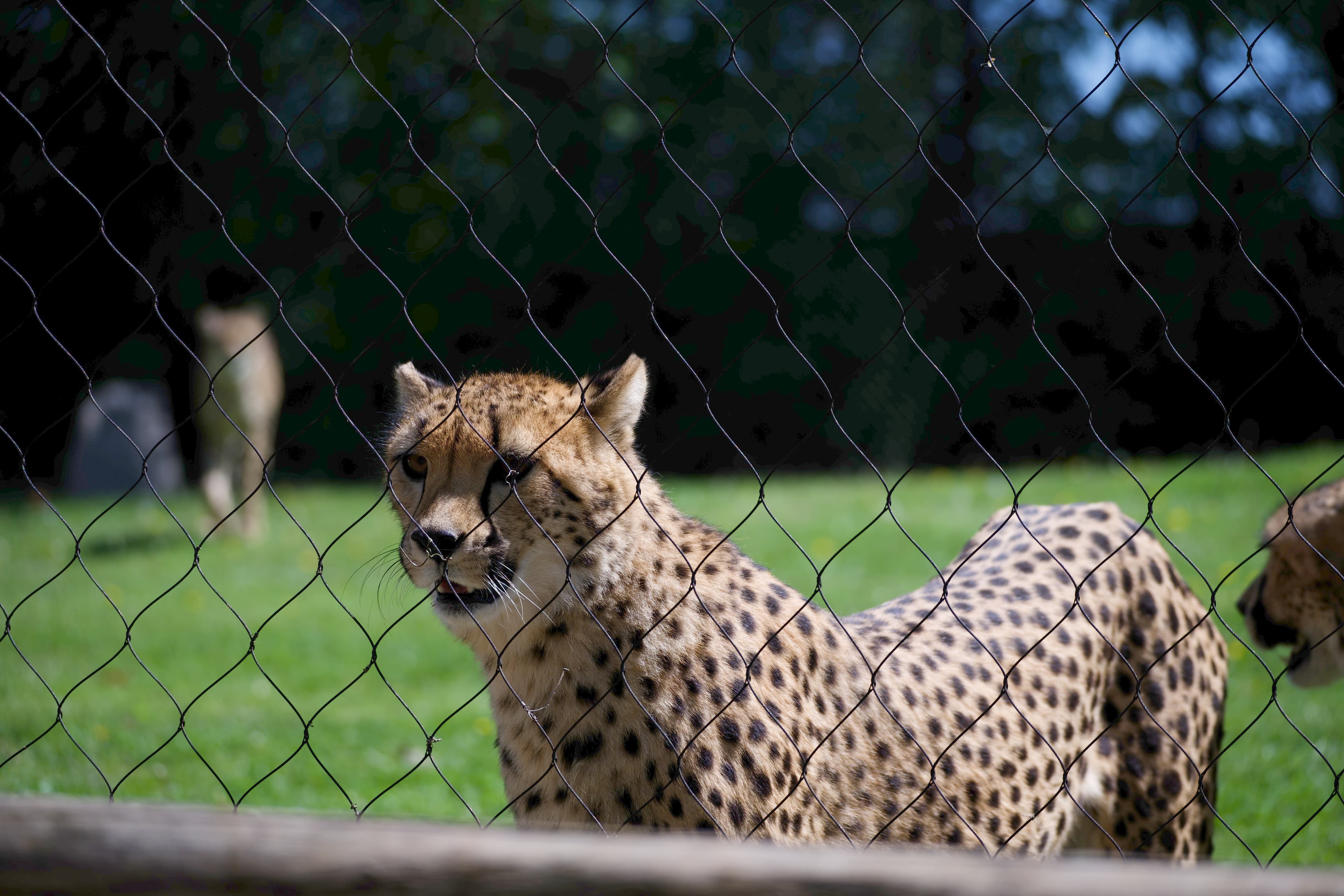 Cheetah in dappled sunlight looking through a wire fence, with a second cheetah behind