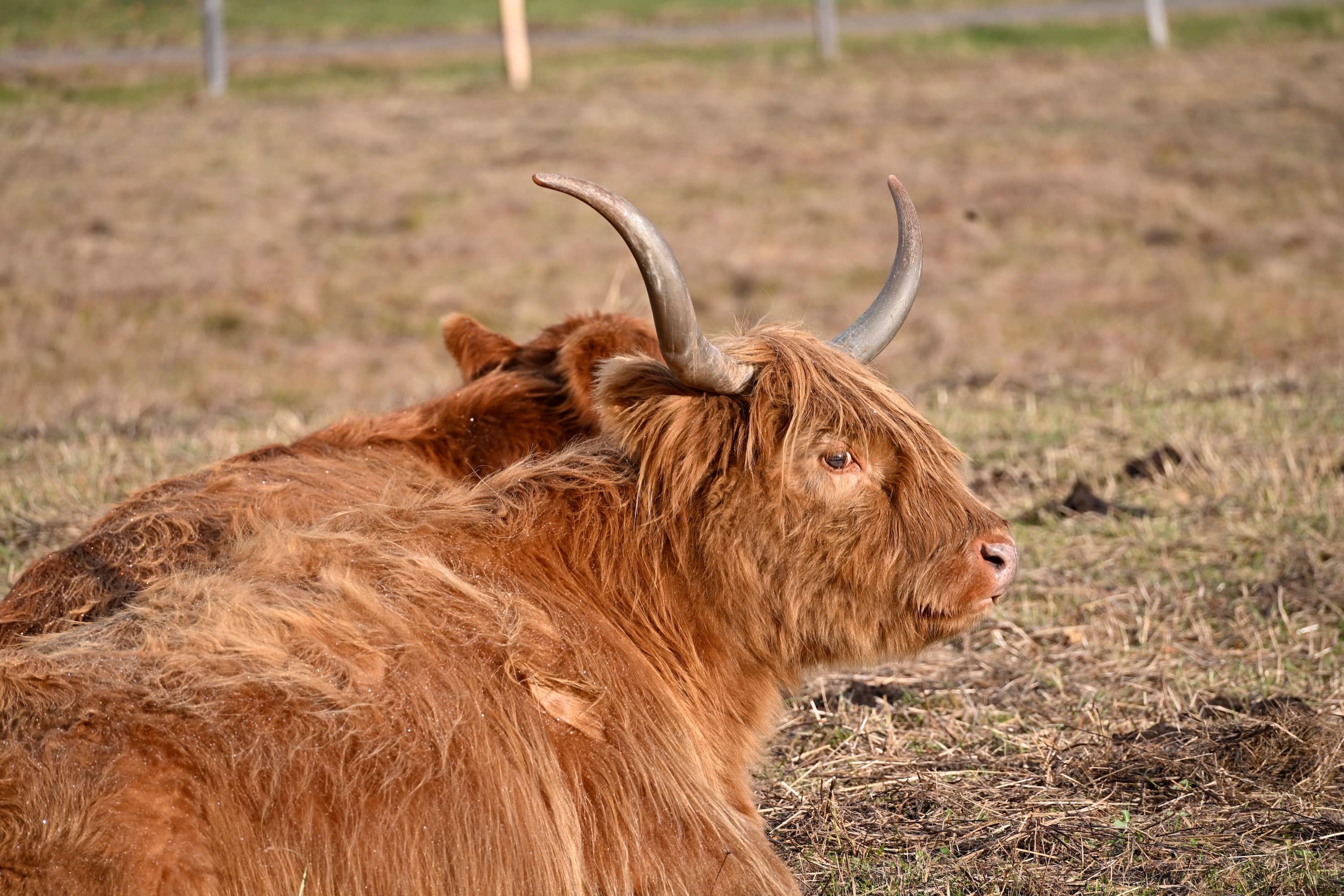 Shaggy Highland cow with curved horns resting in a sunlit pasture