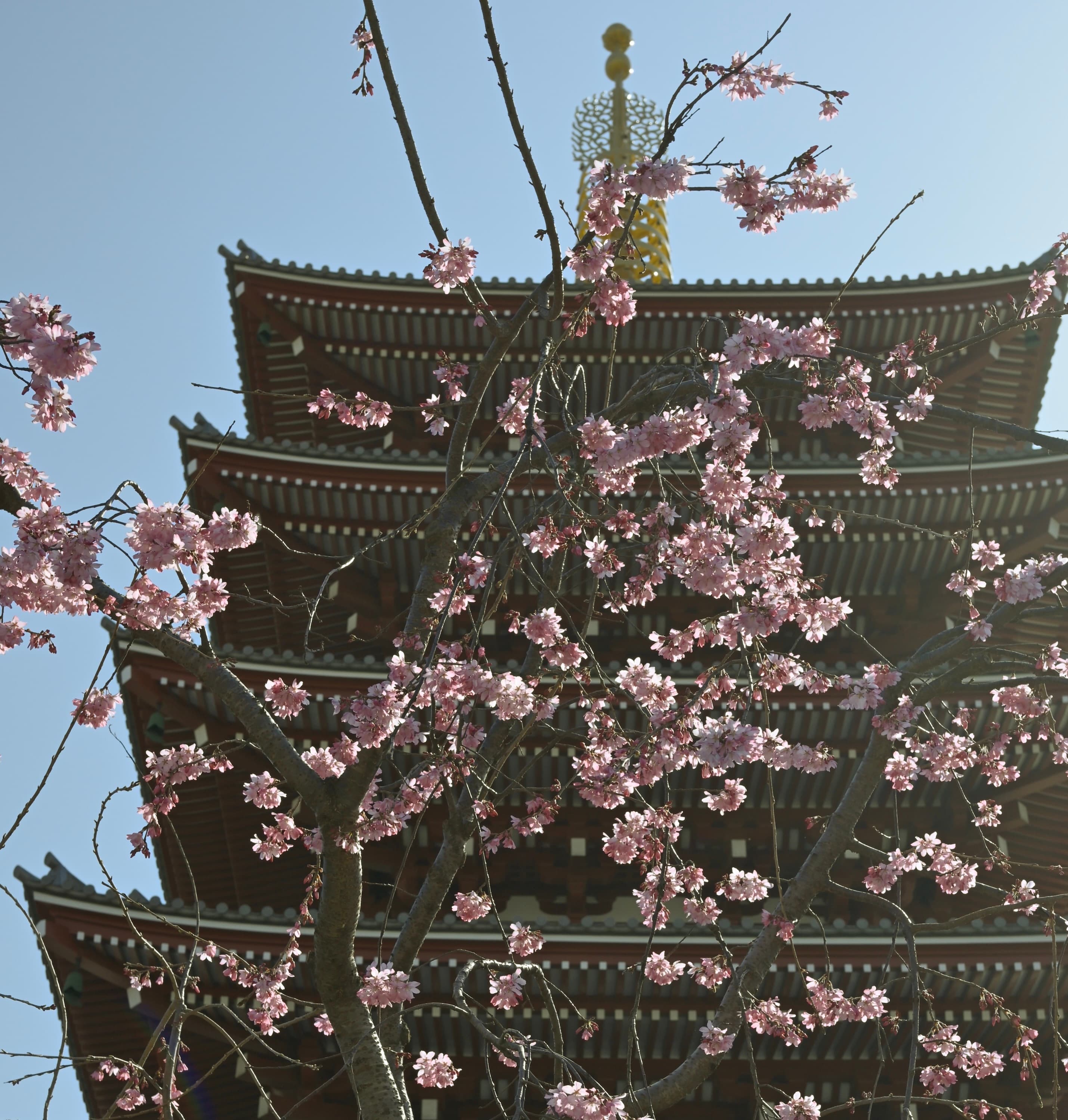 Five-story pagoda with a golden spire seen through branches of pink cherry blossoms