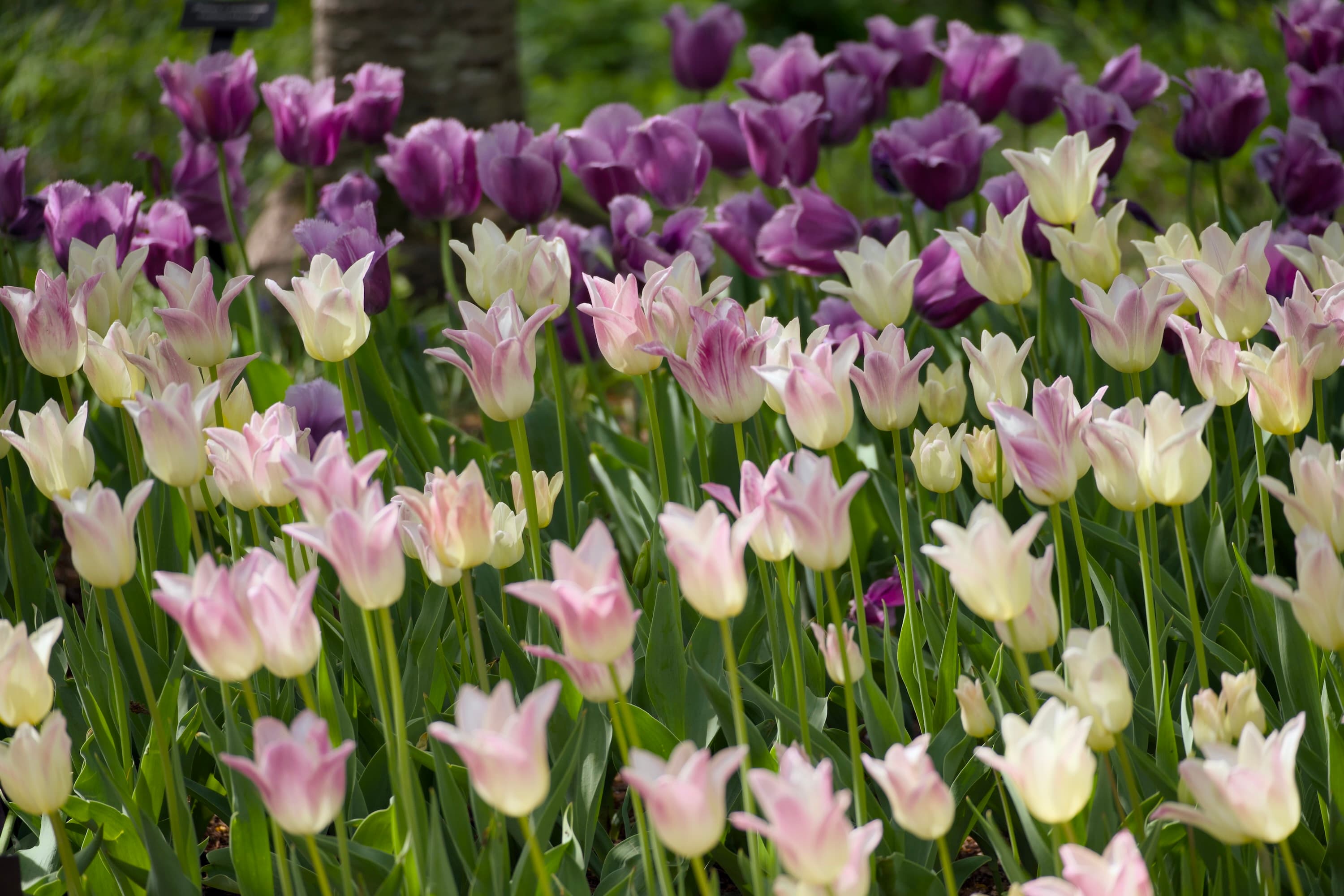 Bed of pale pink and white tulips with deep purple tulips behind in a garden